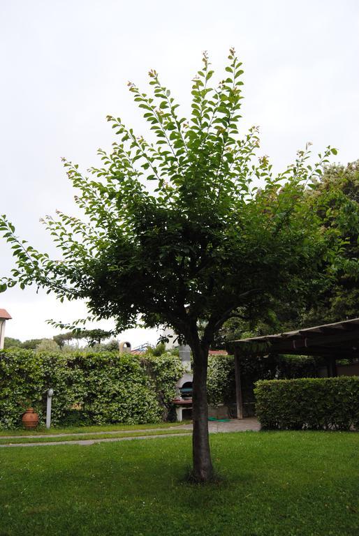 Apartament Il Susino Tirrenia Zewnętrze zdjęcie